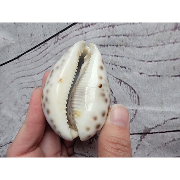 Tiger Cowrie Shell Cypraea Tigris Beach Crafts Ocean Decor 2.5 Inches - Picture 4 of 6